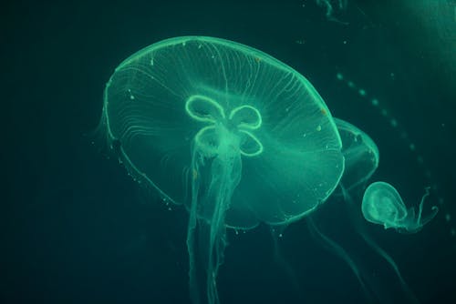 Close-Up of Jellyfish in Water