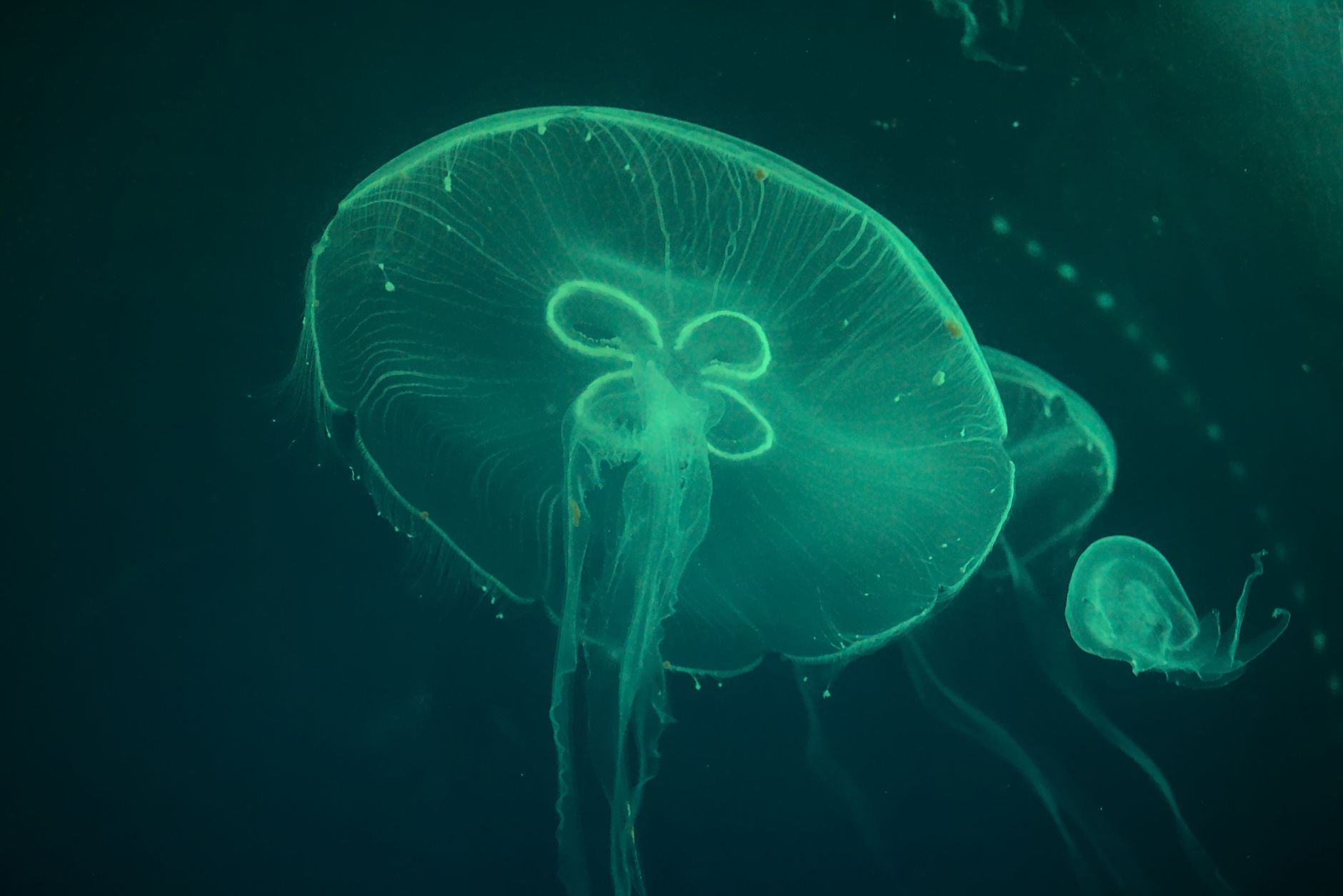 Deep sea bioluminescent jellyfish — Curiosidades