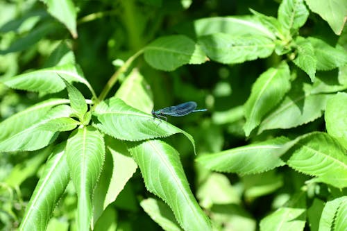 Blue Damselfly Perched on Green Leaf in Close-Up Photography