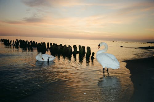 Бесплатное стоковое фото с берег, вечер, вода