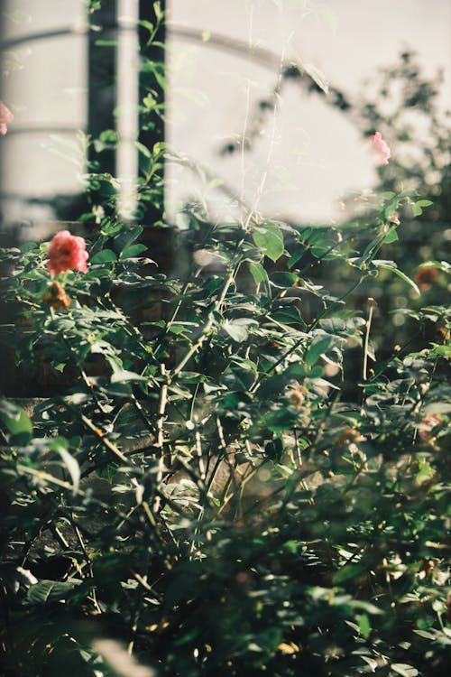 Pink Roses in Bloom