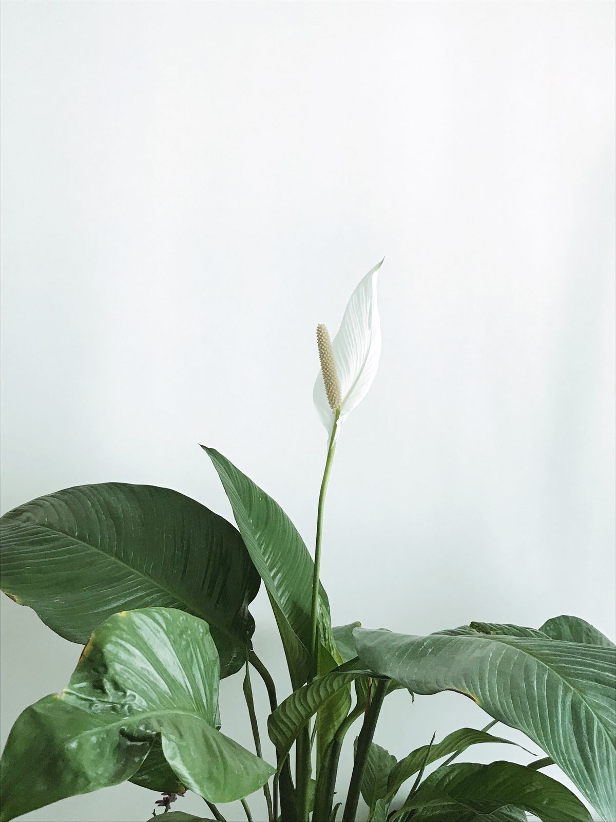 Lírio-da-Paz com flor branca, folhas verdes brilhantes, ambiente interno sem janela