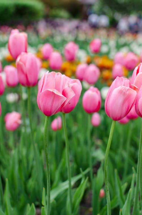 Pink Tulips in Bloom at the Garden