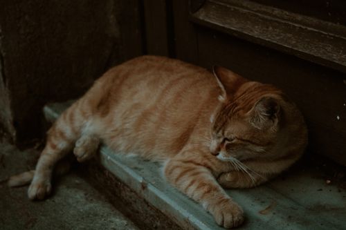 Free A tabby cat rests comfortably on a step in a moody urban environment. Stock Photo