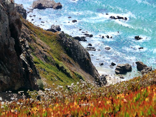 白天在水體附近的懸崖上拍攝橙黃色花瓣的花