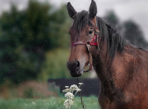 A brown horse with a red halter standing in a rainy outdoor setting.