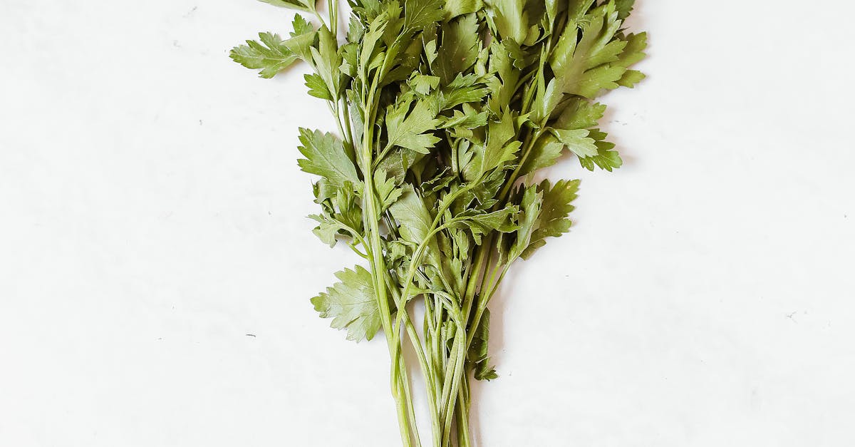 How to save celery leaves