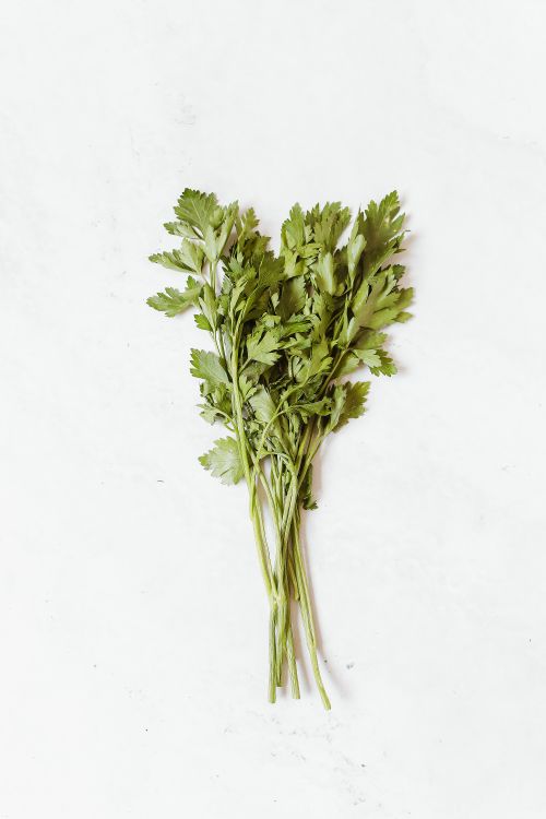 Free A fresh bunch of green celery leaves displayed on a clean white background. Stock Photo