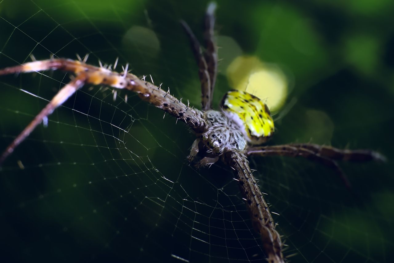 macro close up of a spider on its web with intricate details visible s