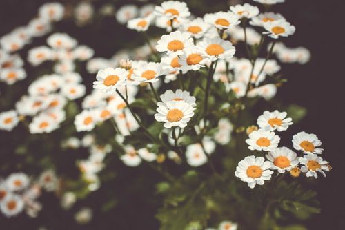 Free Close-up of delicate feverfew flowers with a soft, blurred background and vibrant petals. Stock Photo