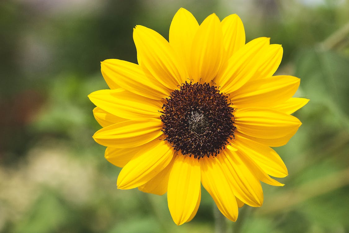 Macro Shot of a Vibrant Sunflower