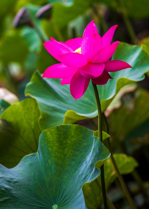 Close-Up Shot of Pink Lotus Flower in Bloom