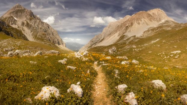 Breathtaking mountain valley landscape with wildflowers and rocky path under a clear summer sky.