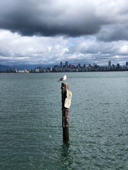 A seagull perches on a post against Vancouver's skyline under dramatic clouds.