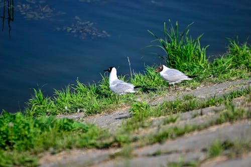 Photos gratuites de aviaire, debout, eau