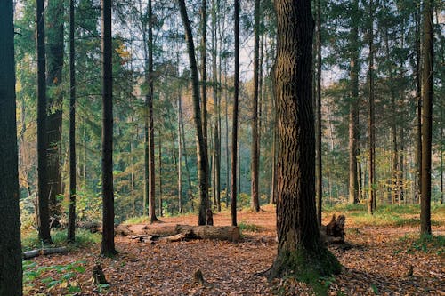 天性, 戶外, 森林 的 免费素材图片