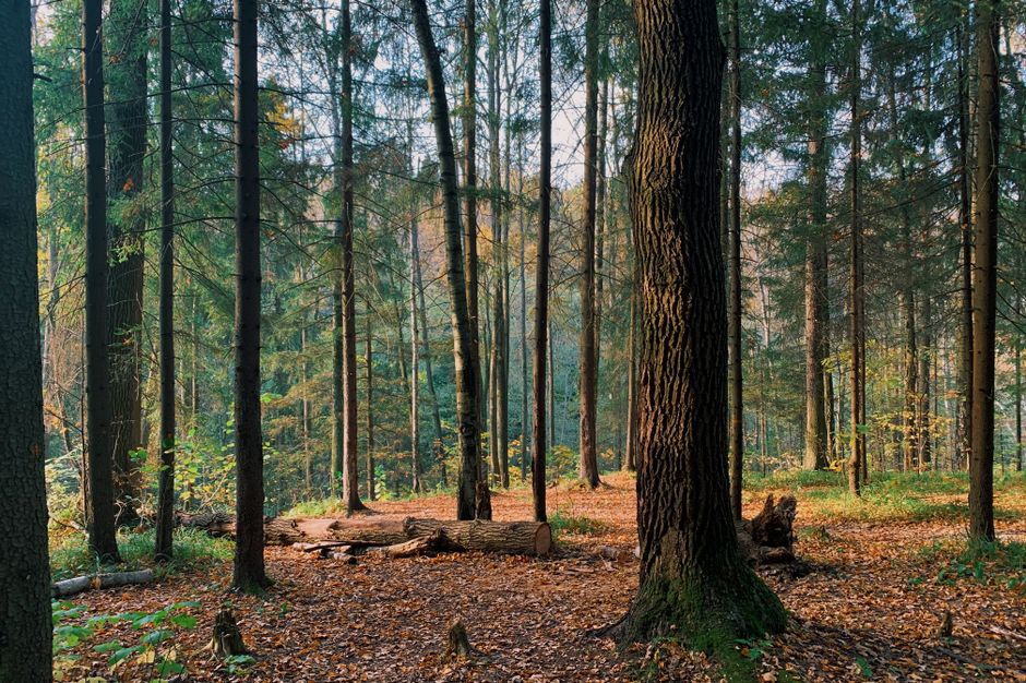 A tranquil forest scene during autumn, showcasing tall trees and a carpet of fallen leaves.