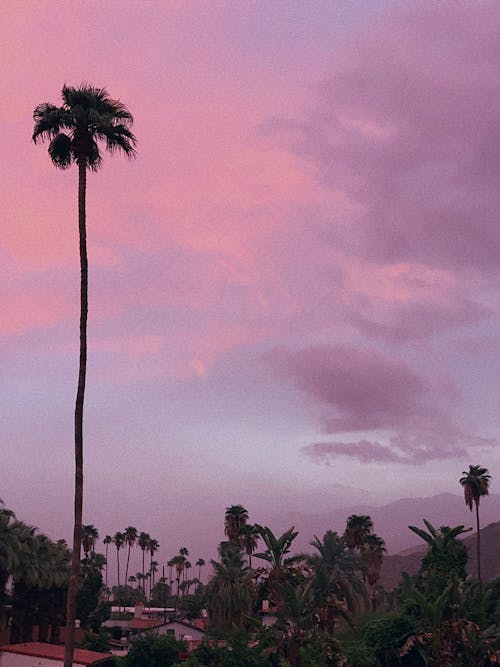 Tall Palm Trees Under the Twilight Sky