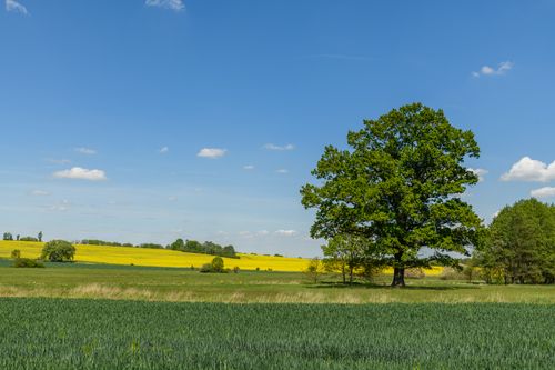 Free Peaceful rural landscape with a lone tree and vibrant fields under a blue sky. Stock Photo