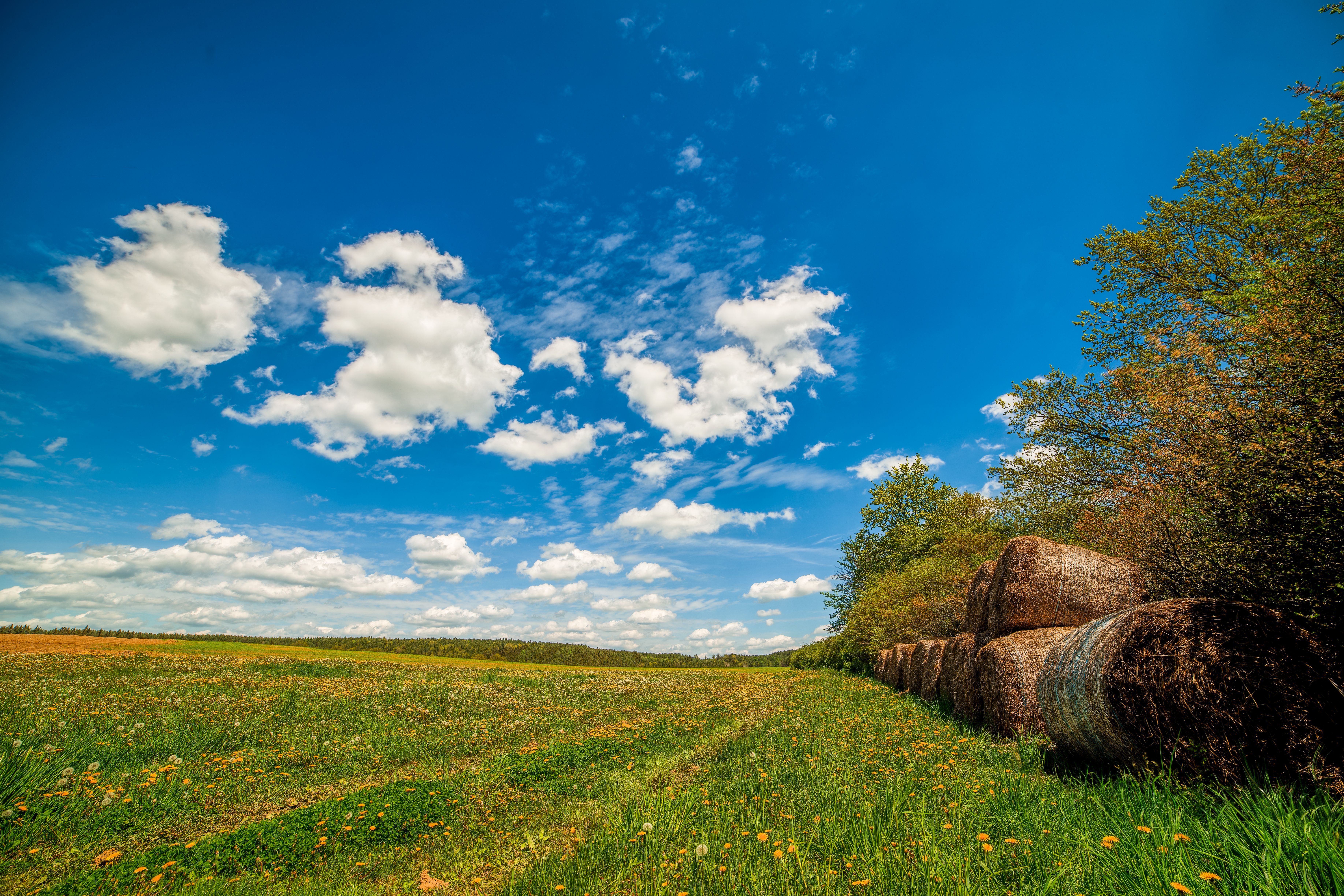 Green Grass Field Under Blue Sky · Free Stock Photo