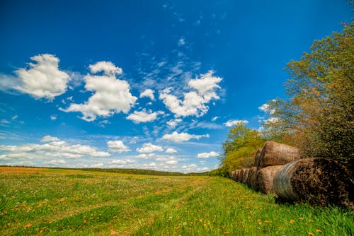 Imagine de stoc gratuită din arbori, câmp, cer albastru