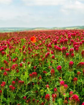 safflower crimson red flower