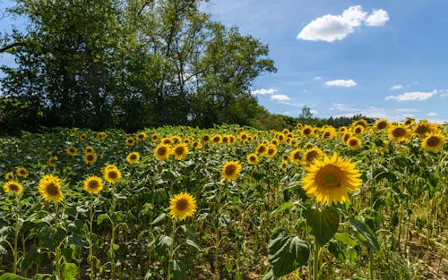 Field of Blooming Sunflowers