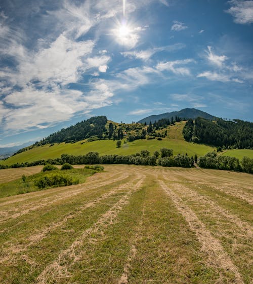 Green Grass Field and Green Trees Under Blue Sky