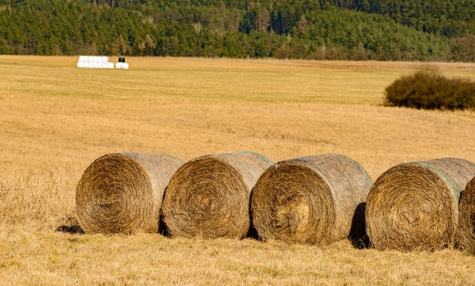 Rolled hay bales in a picturesque countryside field under a clear sky.