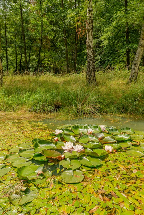 Green Water Lilies on Water