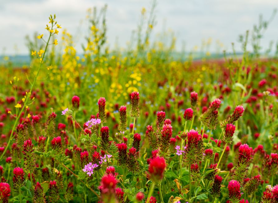 A colorful field of red clover and yellow wildflowers in full bloom during springtime.