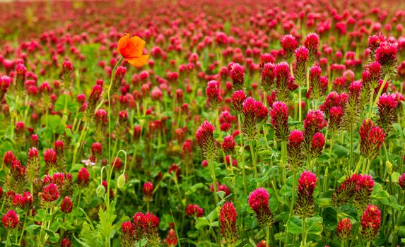 safflower crimson red flower