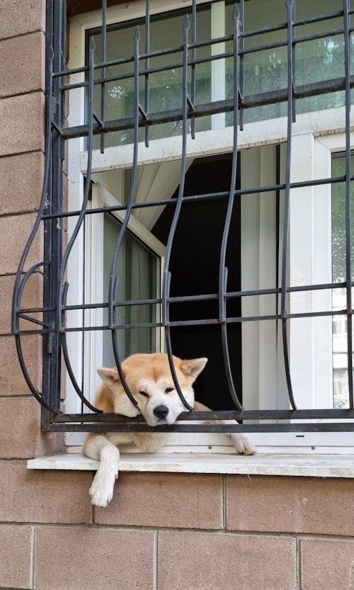 Free A Dog by the Window  Stock Photo