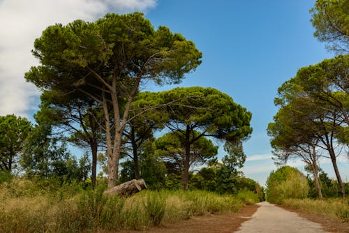 Kostenloses Stock Foto zu bäume, blauer himmel, grünes gras