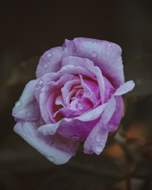 Free Pink Rose in Bloom Stock Photo