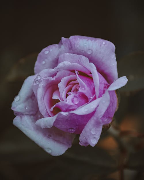 Fotos de stock gratuitas de agua, de cerca, flor