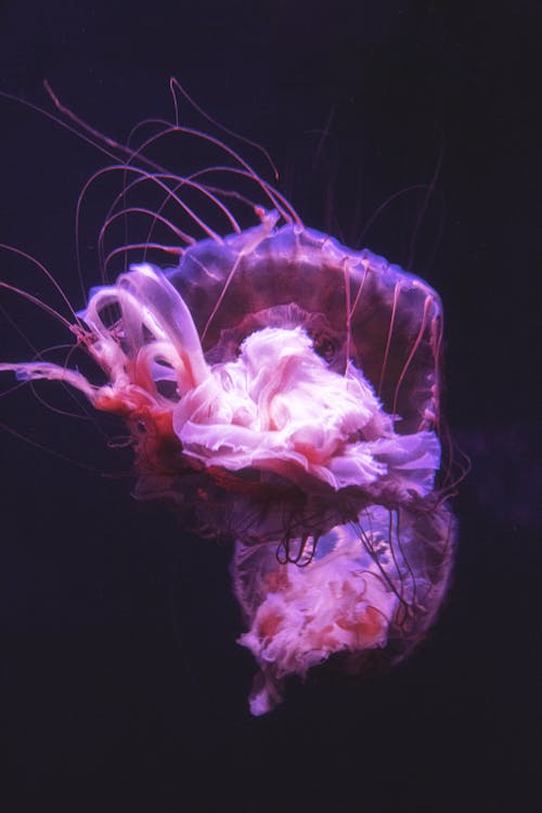 A Pair of Purple Jellyfishes Floating Underwater