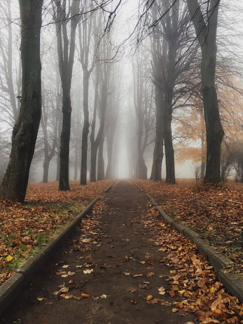 Základová fotografie zdarma na téma cesta, les, mlha