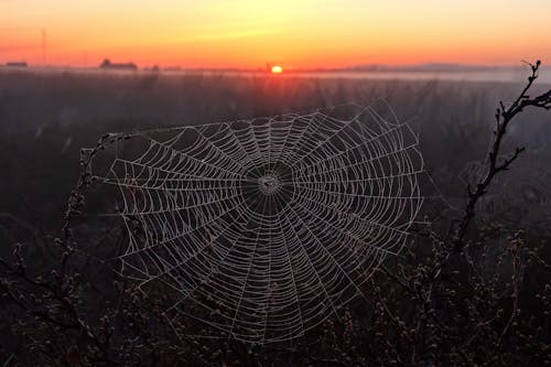 天性, 戶外, 日落 的 免費圖庫相片