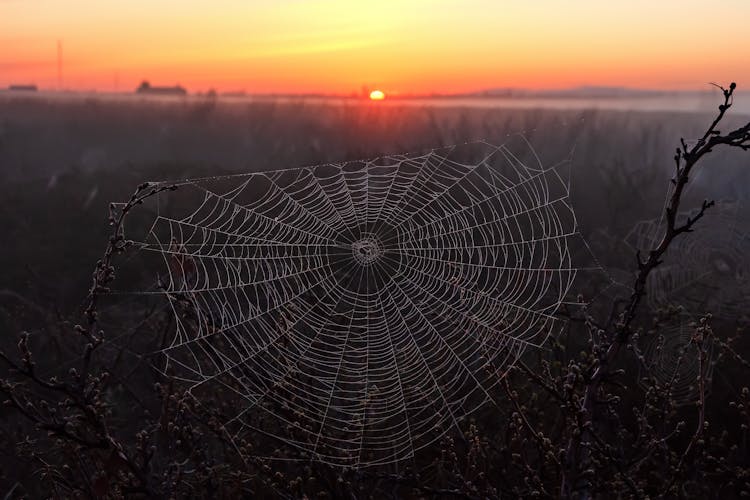 Spiderweb On Plants In Wild Nature On Sunset