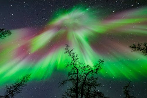 ağaçlar, Aurora borealis, doğa içeren Ücretsiz stok fotoğraf