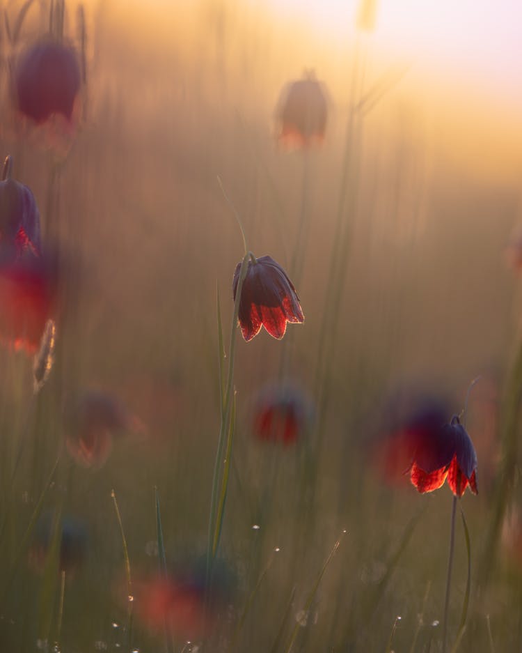 Close-up Of Fritillaries Flowers