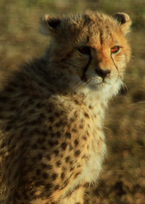 bebek çita, çita, çita gözler içeren Ücretsiz stok fotoğraf