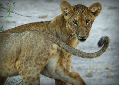Afrika, aslan, aslan kuyruğu içeren Ücretsiz stok fotoğraf