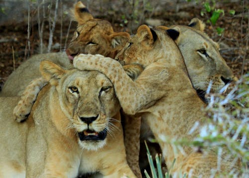 aslan, aslan yavruları, dişi aslan içeren Ücretsiz stok fotoğraf