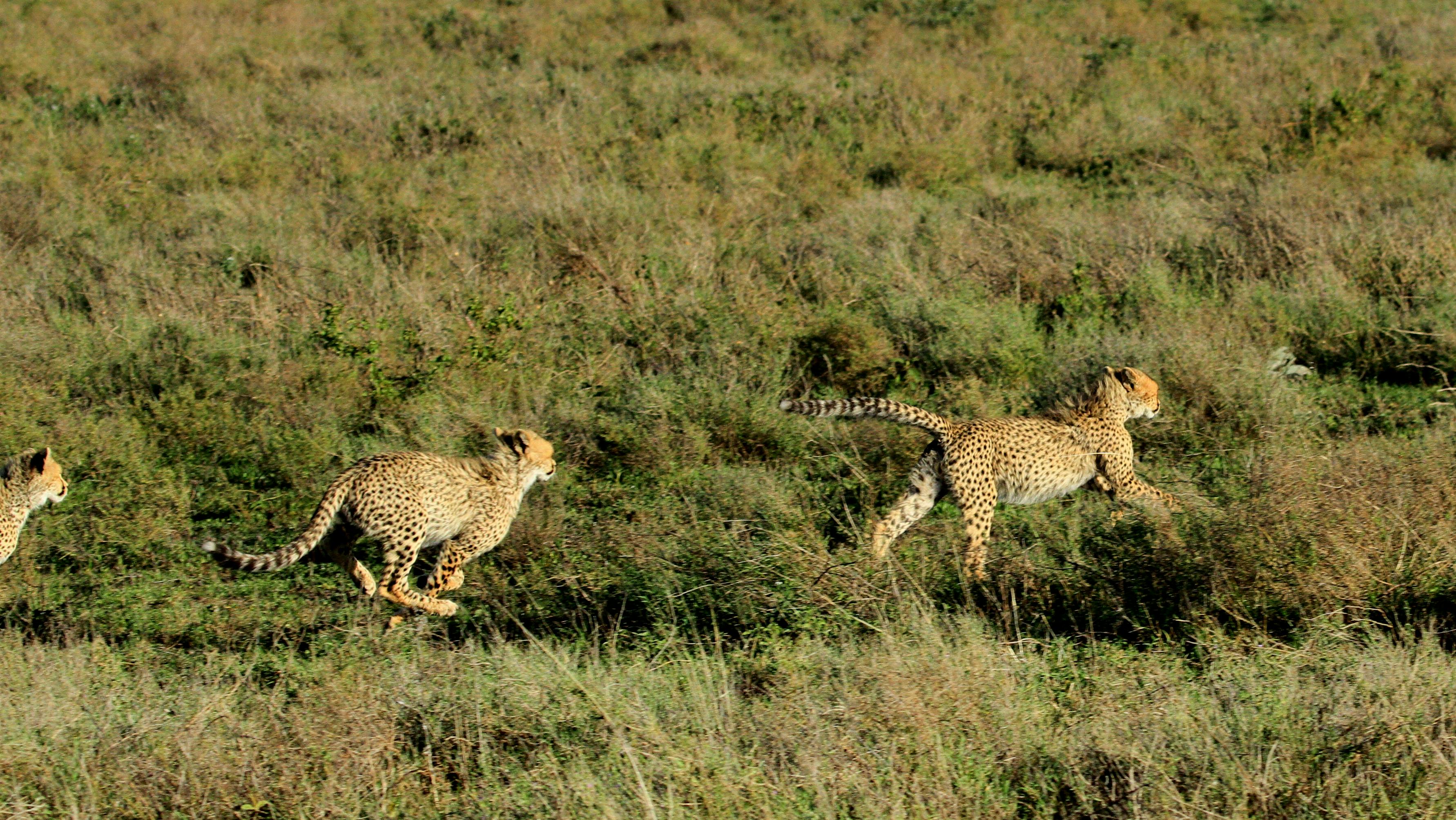 Free stock photo of cheetah, cheetah cubs running, cheetah playing