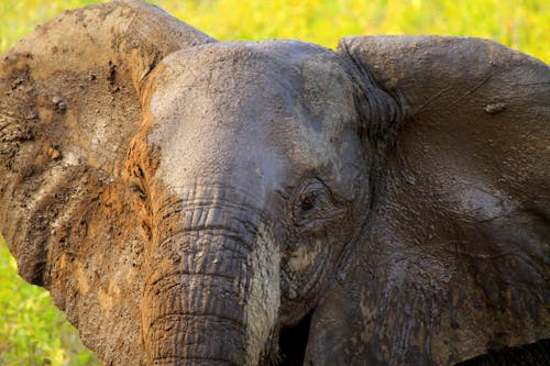 fil, fil kulakları, fil yakın çekim içeren Ücretsiz stok fotoğraf