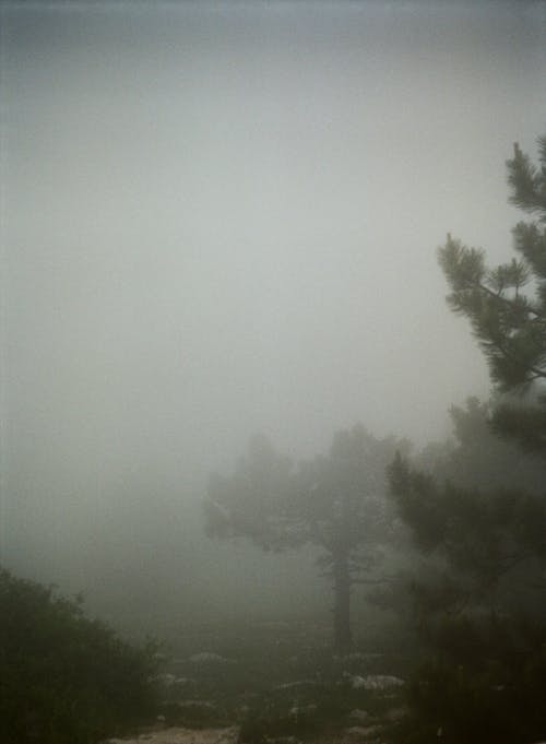 Trees on the Forest Covered with Fog 