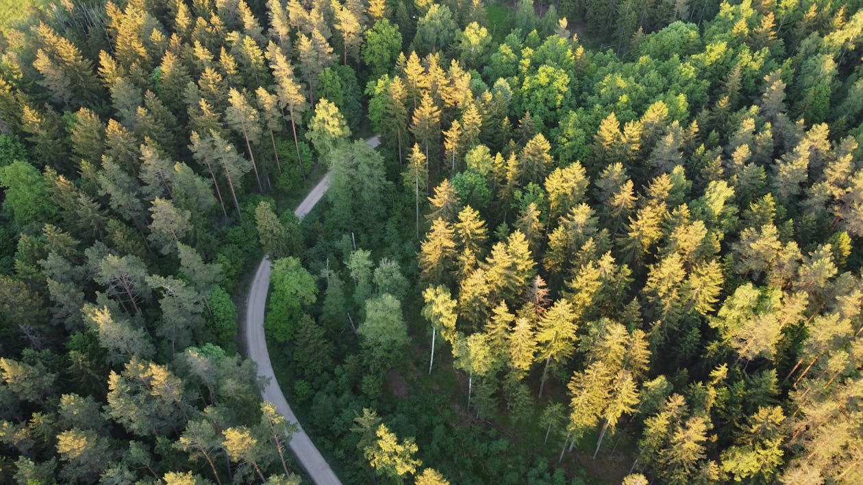 Aerial Photography of a Road in the Middle of the Forest · Free Stock Photo
