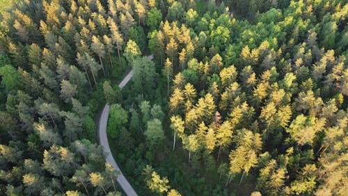 Aerial Photography of a Road in the Middle of the Forest